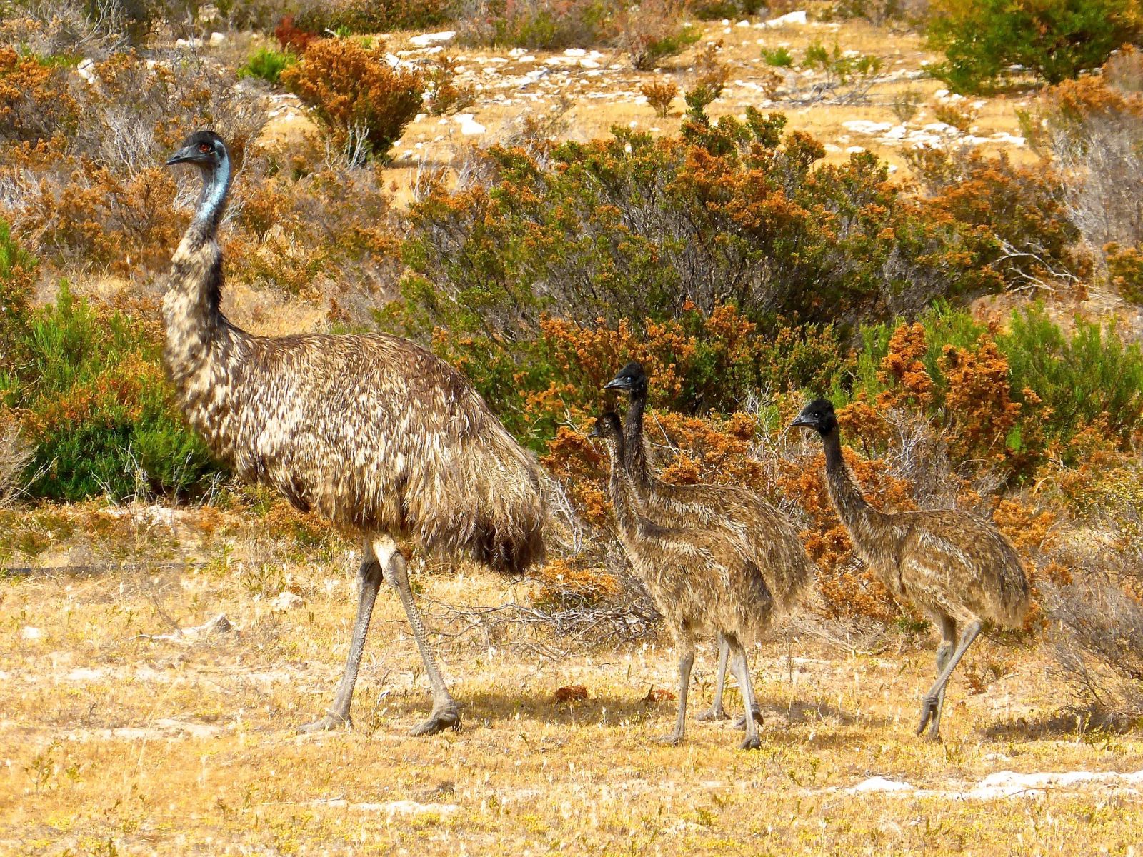 Where would an Emu get refuge in a bushfire? The Pub of course!